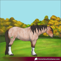 Horse Color:Bay Roan Tobiano 