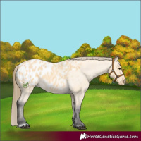 Horse Color:Buckskin Roan Appaloosa
