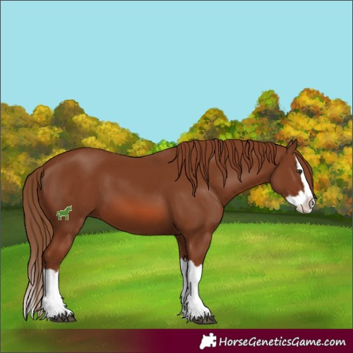 Horse Color:Chestnut Splash 