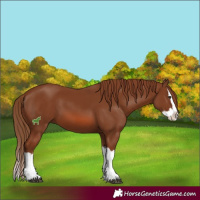 Horse Color:Chestnut Splash 