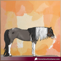 Horse Color:Grullo Splash Tobiano 