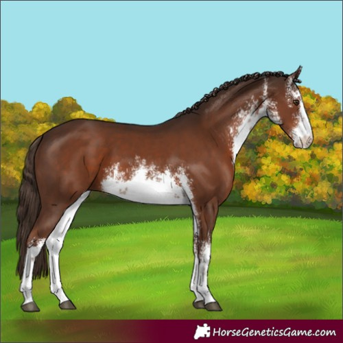 Horse Color:White Spotted Liver Chestnut 