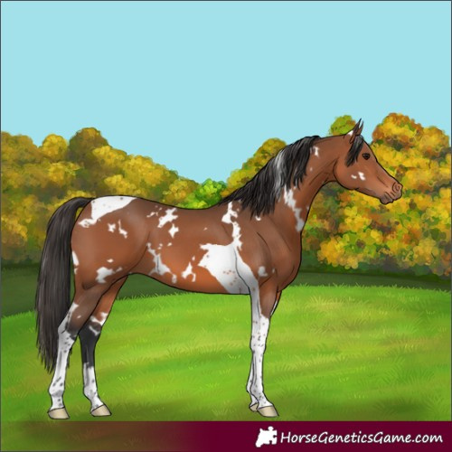 Horse Color:White Spotted Bay Tobiano 