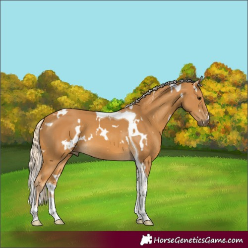 Horse Color:White Spotted Palomino Tobiano 