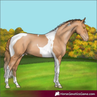 Horse Color:Bay Pearl Tobiano 