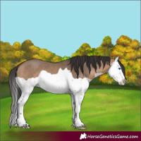 Horse Color:Brown Dun Splash