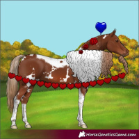 Horse Color:White Spotted Chestnut Tobiano
