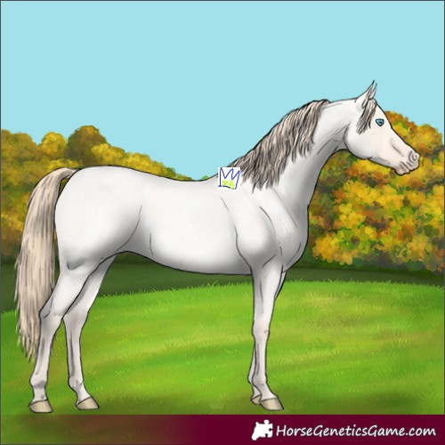 Horse Color:Perlino Roan Dun 