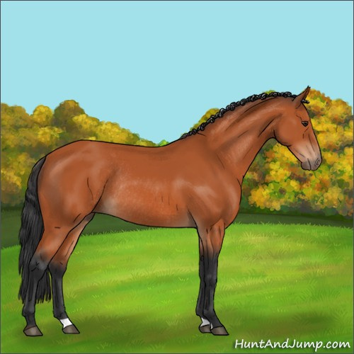 Horse Color:Brown Rabicano