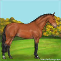 Horse Color:Bay Rabicano