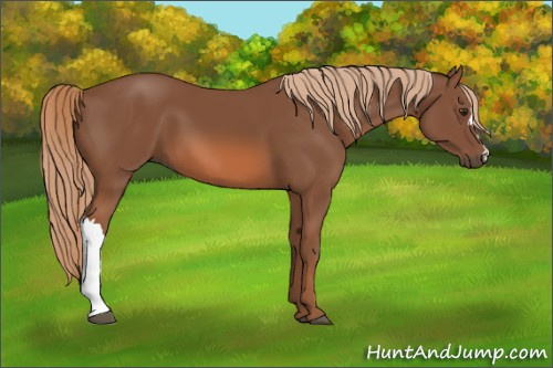 Horse Color:Chestnut 