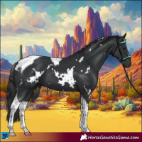 Horse Color:White Spotted Black Tobiano