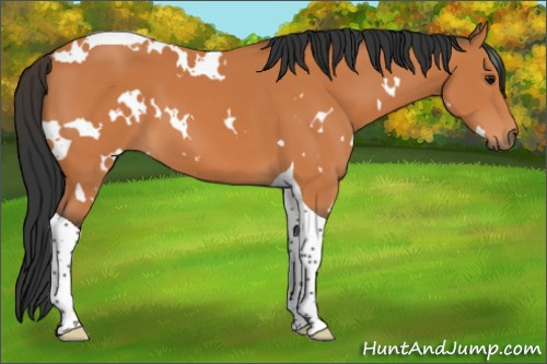 Horse Color:White Spotted Bay Tobiano 