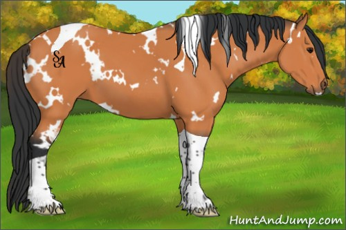 Horse Color:White Spotted Bay Tobiano 