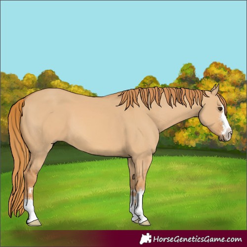 Horse Color:Red Dun