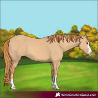 Horse Color:Red Dun