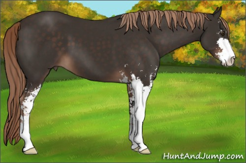 Horse Color:Liver Chestnut Sabino 