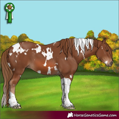 Horse Color:White Spotted Chestnut Tobiano 