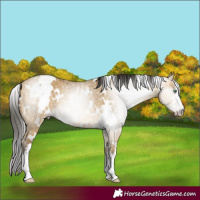 Horse Color:Gray White Spotted Sable Cream Champagne Dun Brindle