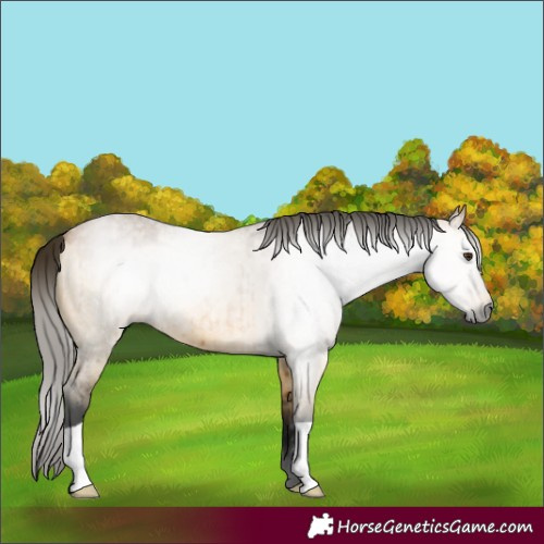 Horse Color:Gray Buckskin Roan Dun Brindle 