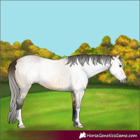 Horse Color:Gray Buckskin Roan Dun Brindle