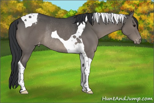 Horse Color:Black Mushroom Tobiano Appaloosa Rabicano 