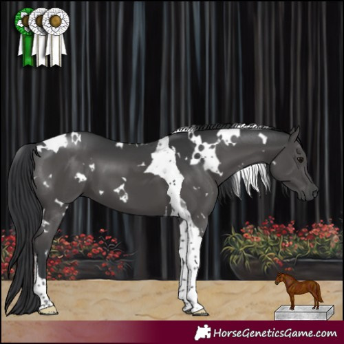 Horse Color:White Spotted Black Tobiano 