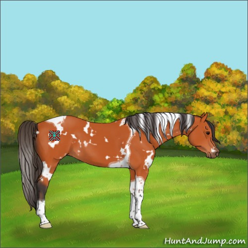 Horse Color:White Spotted Bay Tobiano 