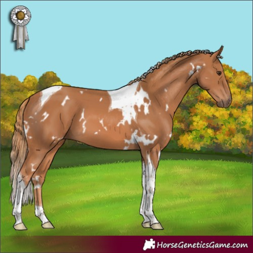 Horse Color:White Spotted Chestnut Tobiano
