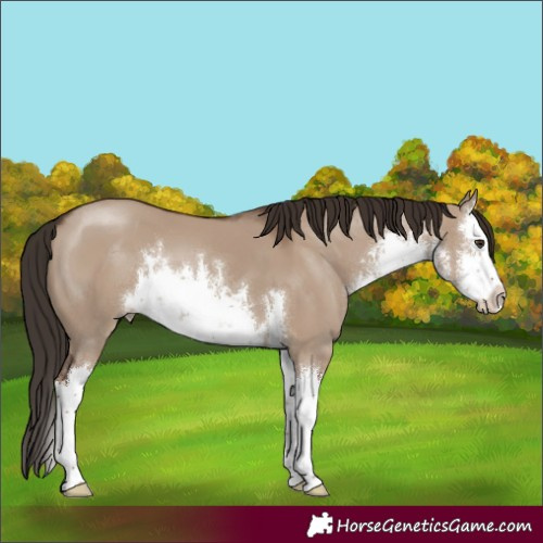 Horse Color:White Spotted Liver Red Dun Splash