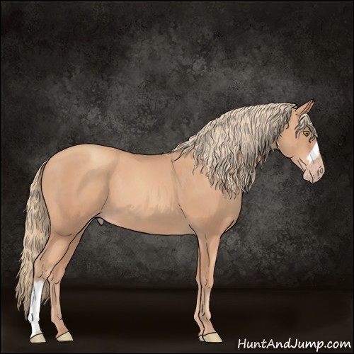 Horse Color:Gold Champagne 