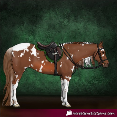 Horse Color:White Spotted Chestnut Tobiano 