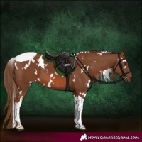 Horse Color:White Spotted Chestnut Tobiano 