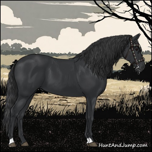 Horse Color:Black 