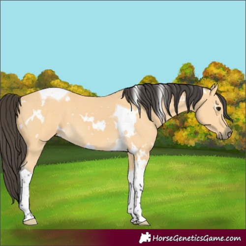 Horse Color:White Spotted Buckskin Tobiano 