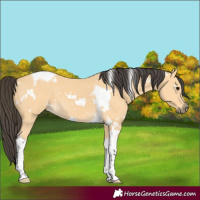 Horse Color:White Spotted Buckskin Tobiano 