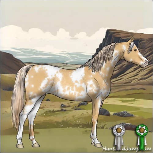 Horse Color:White Spotted Palomino Dun Sabino Rabicano 