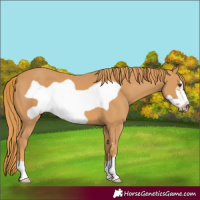 Horse Color:Chestnut Frame 