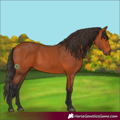 Horse Color:Bay Rabicano 