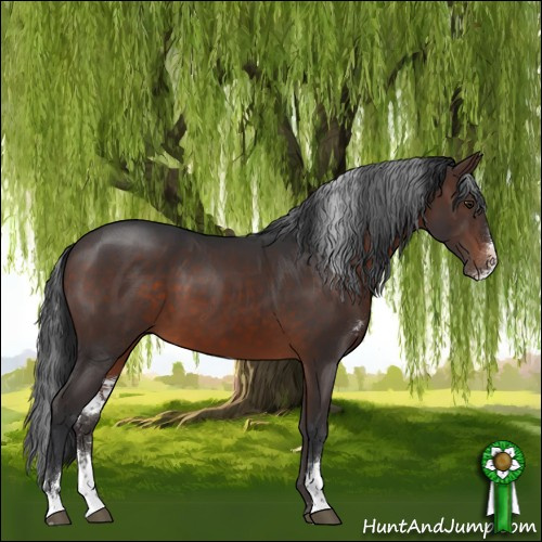 Horse Color:Brown Sabino