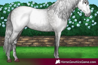 Horse Color:Gray Black Sabino Rabicano 