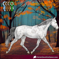 Horse Color:Brown Dun Mushroom Sabino Rabicano Brindle
