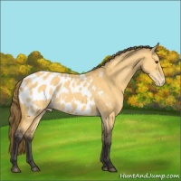 Horse Color:Buckskin Dun Appaloosa Rabicano 