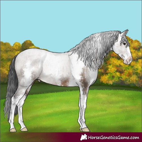 Horse Color:Brown Dun Sabino 