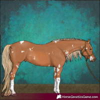 Horse Color:White Spotted Chestnut Tobiano 