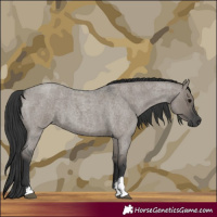 Horse Color:Grullo Roan Sabino Rabicano