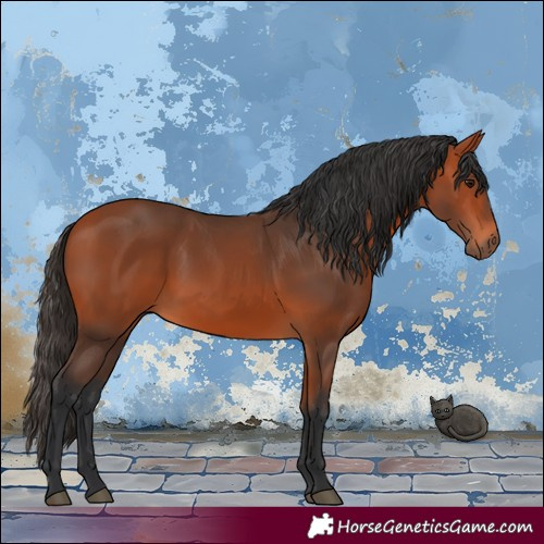 Horse Color:Bay 