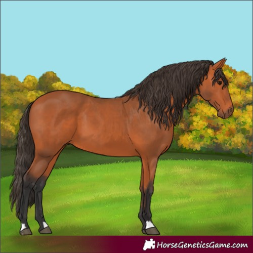 Horse Color:Bay 