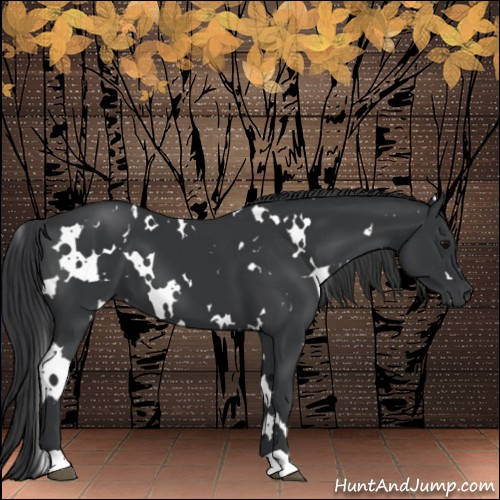 Horse Color:White Spotted Black