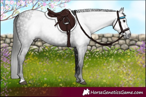 Horse Color:Gray Black 